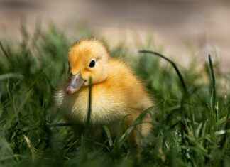 Bebeğinizin Cildine Zarar Vermeyen Ürünler Bebeğinizin Cildine Zarar Vermeyen Ürünler