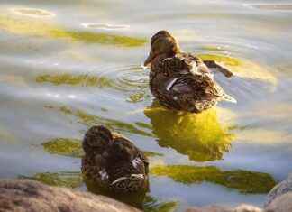 Bebek Giyiminde Güvenlik ve Konforun Önemi Bebek Giyiminde Güvenlik ve Konforun Önemi