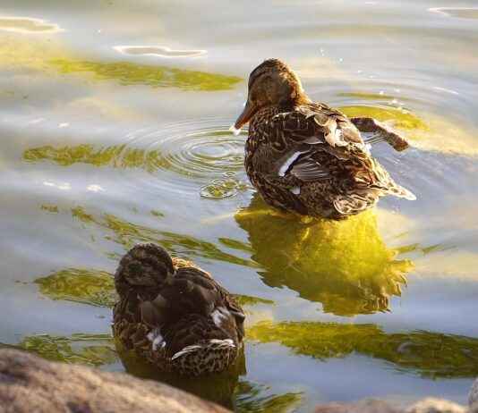 Bebek Giyiminde Güvenlik ve Konforun Önemi Bebek Giyiminde Güvenlik ve Konforun Önemi