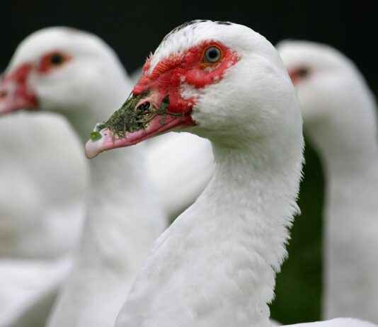 Bebekler İçin Kışlık Örgü Takımları Bebekler İçin Kışlık Örgü Takımları