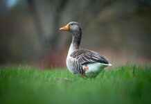 Bebekler İçin Şık ve Rahat Patikler Bebekler İçin Şık ve Rahat Patikler