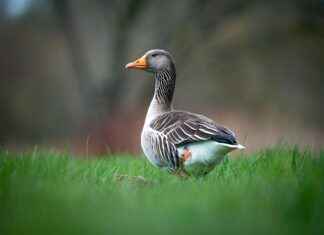 Bebekler İçin Şık ve Rahat Patikler Bebekler İçin Şık ve Rahat Patikler