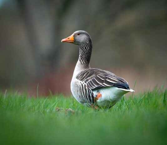 Bebekler İçin Şık ve Rahat Patikler Bebekler İçin Şık ve Rahat Patikler