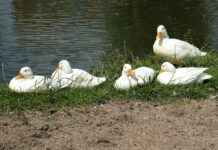 Bebekler İçin Yumuşacık Uyku Kıyafetleri Bebekler İçin Yumuşacık Uyku Kıyafetleri