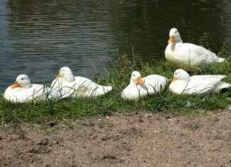 Bebekler İçin Yumuşacık Uyku Kıyafetleri Bebekler İçin Yumuşacık Uyku Kıyafetleri