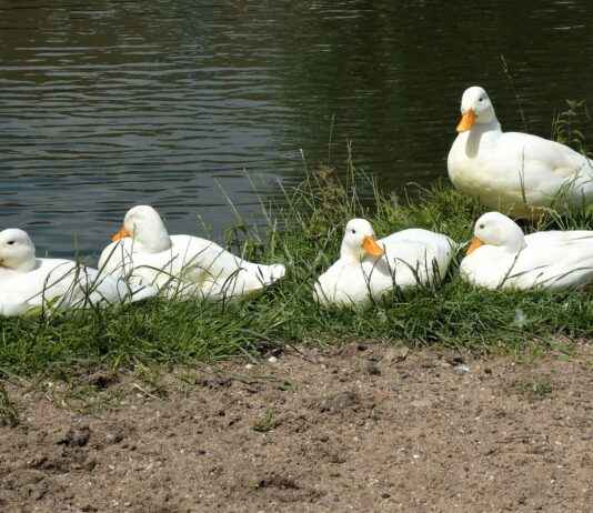 Bebekler İçin Yumuşacık Uyku Kıyafetleri Bebekler İçin Yumuşacık Uyku Kıyafetleri