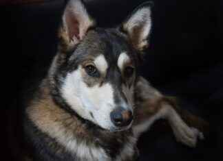 Çocuklar İçin En Rahat Kot Ceket Modelleri Çocuklar İçin En Rahat Kot Ceket Modelleri