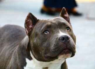 Çocukların Sevdiği Hayvan Figürlü Kıyafetler Çocukların Sevdiği Hayvan Figürlü Kıyafetler