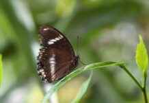 Geleneksel ve Modern Modellerin Uyumu Geleneksel ve Modern Modellerin Uyumu