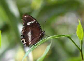 Geleneksel ve Modern Modellerin Uyumu Geleneksel ve Modern Modellerin Uyumu