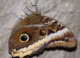 Özel Tasarım ve Kişiye Özel Dikim Modeller Özel Tasarım ve Kişiye Özel Dikim Modeller