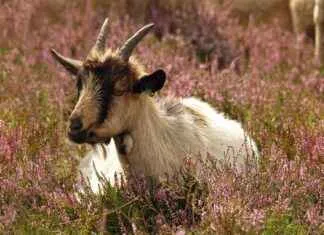 Şık ve Kullanışlı Okul Çantaları Şık ve Kullanışlı Okul Çantaları