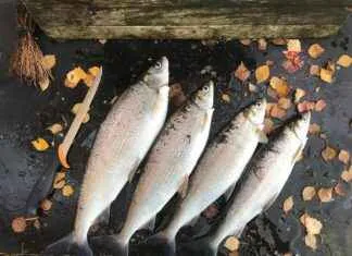 Yılbaşı ve Özel Günler İçin Şık Kıyafetler Yılbaşı ve Özel Günler İçin Şık Kıyafetler