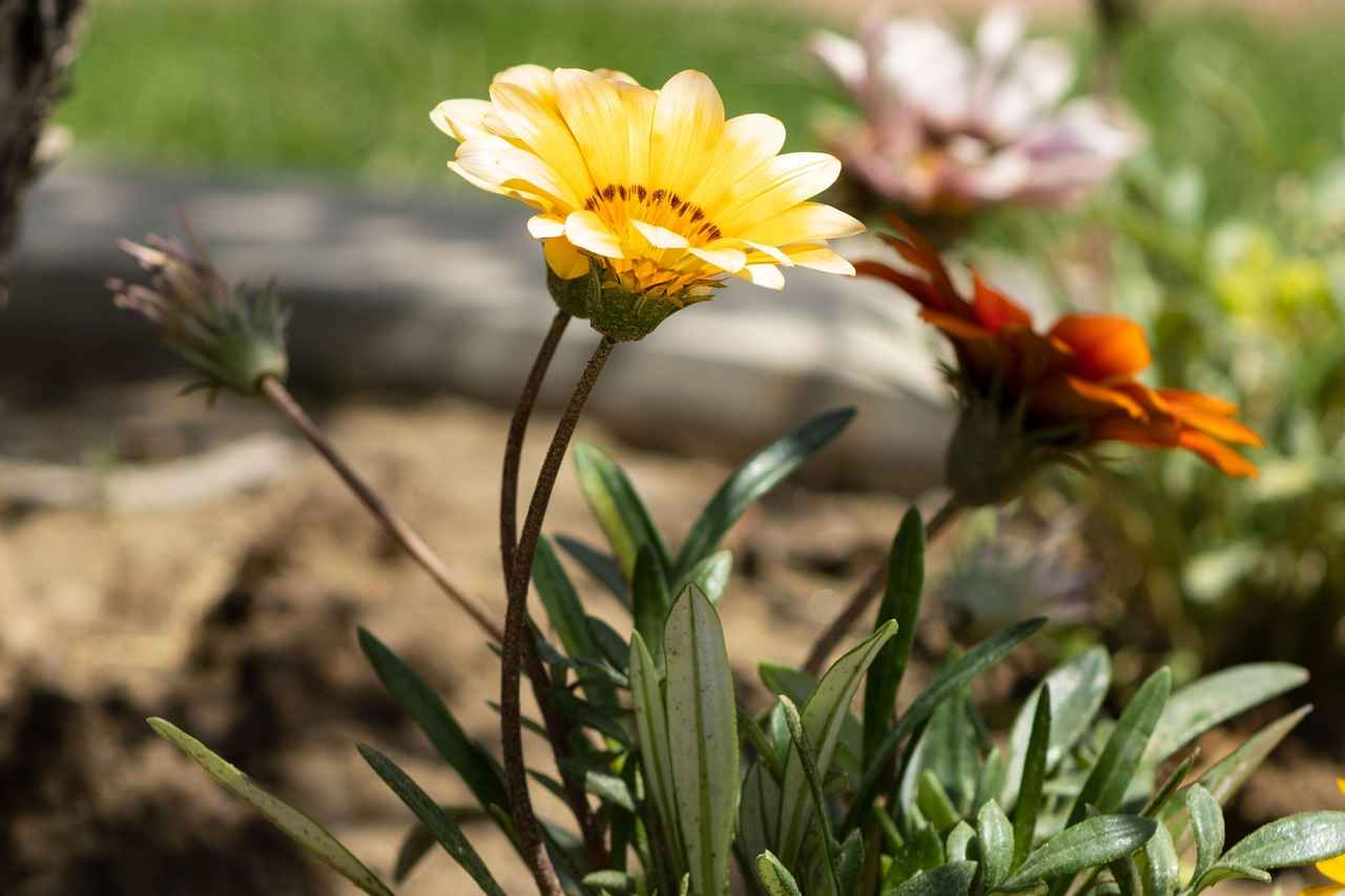 Düğün ve Nişan İçin En Güzel Tasarımlar
