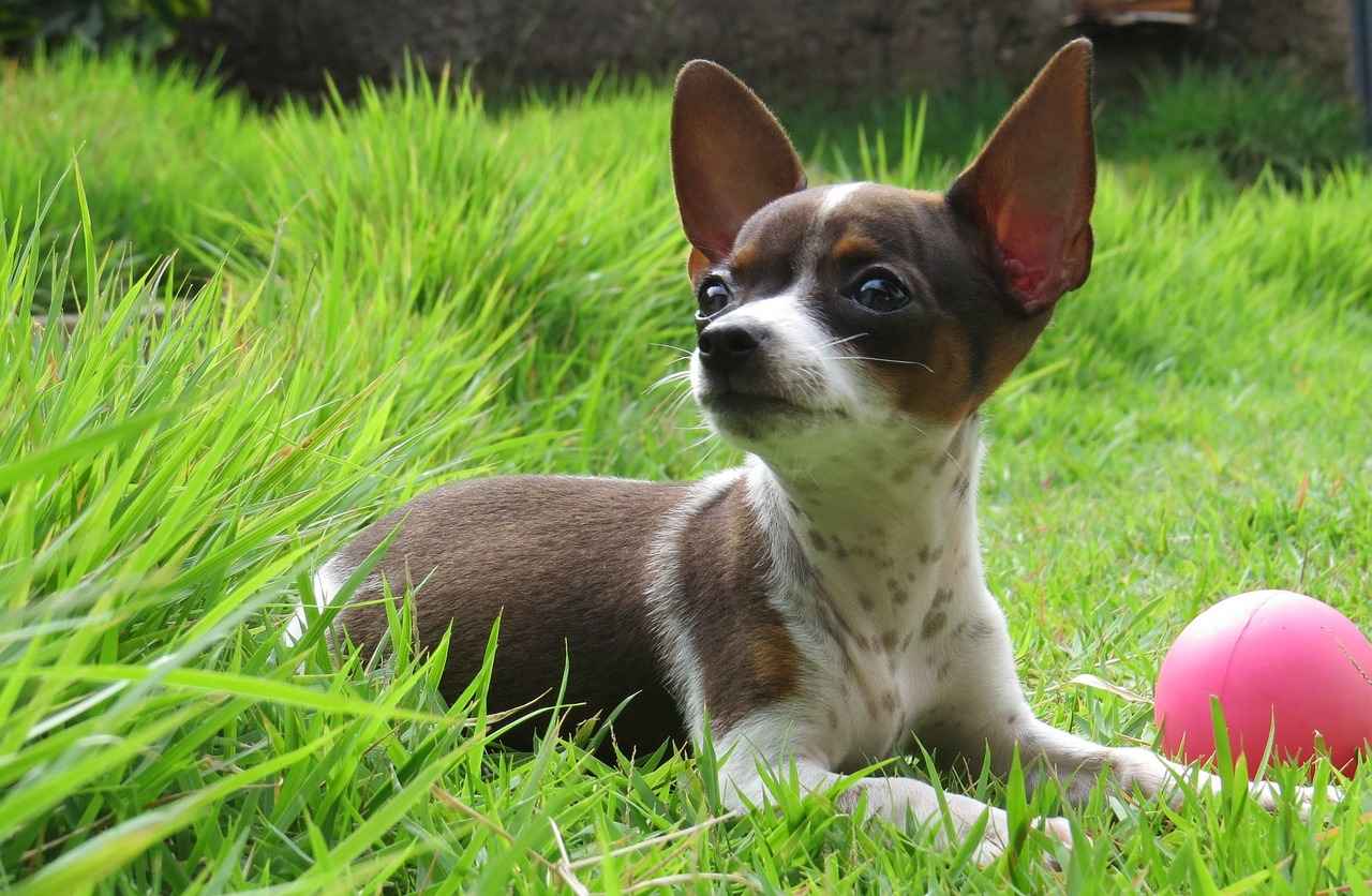 Günlük Şıklık İçin Kot Pantolon Kombinleri