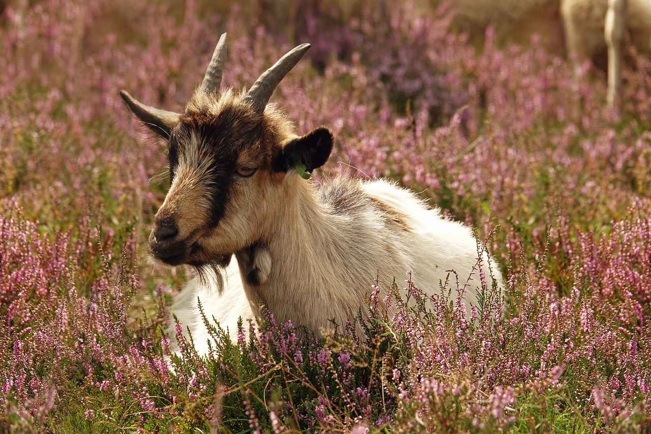 Şık ve Kullanışlı Okul Çantaları